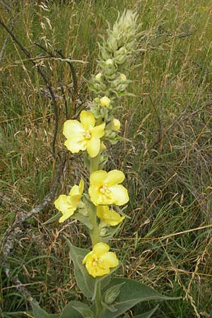 Verbascum phlomoides \ Windblumen-Knigskerze / Orange Mullein, D Waghäusel-Wiesental 24.6.2012