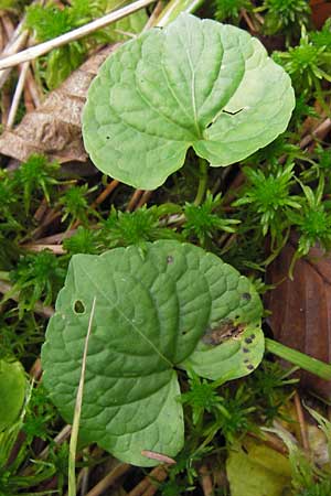 Viola palustris / Marsh Violet, D Odenwald, Erbach 6.10.2012