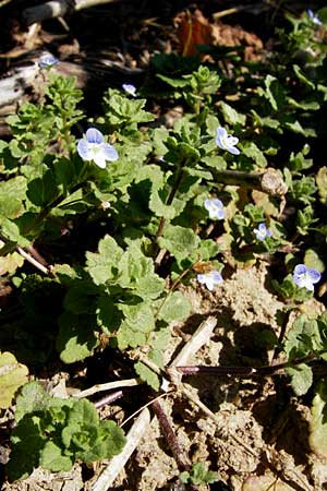 Veronica persica \ Persischer Ehrenpreis / Common Field Speedwell, D Flörsheim am Main 17.8.2013