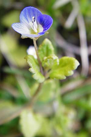 Veronica polita \ Glnzender Ehrenpreis / Grey Field-Speedwell, D Hemsbach 8.3.2014