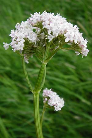 Valeriana pratensis subsp. pratensis \ Wiesen-Arznei-Baldrian / Meadow Valerian, D Lampertheim 12.5.2014