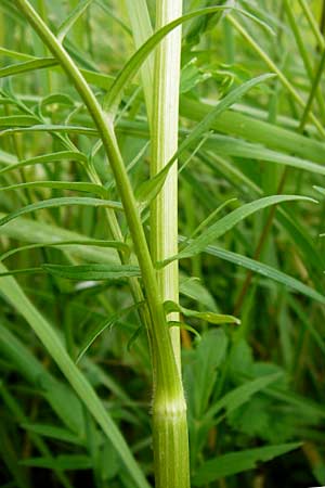 Valeriana pratensis subsp. pratensis \ Wiesen-Arznei-Baldrian, D Lampertheim 12.5.2014