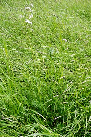 Valeriana pratensis subsp. pratensis \ Wiesen-Arznei-Baldrian, D Lampertheim 12.5.2014