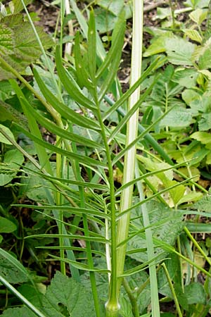 Valeriana pratensis subsp. pratensis \ Wiesen-Arznei-Baldrian / Meadow Valerian, D Lampertheim 12.5.2014