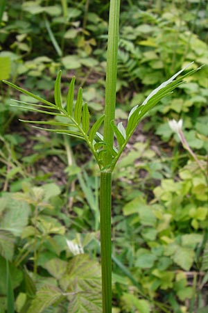 Valeriana pratensis subsp. pratensis \ Wiesen-Arznei-Baldrian / Meadow Valerian, D Lampertheim 12.5.2014