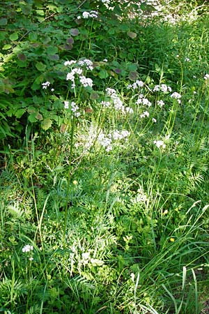 Valeriana pratensis subsp. pratensis \ Wiesen-Arznei-Baldrian / Meadow Valerian, D Ketsch 16.5.2014