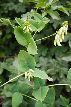 Vicia pisiformis \ Erbsen-Wicke / Pea Vetch, Pale-Flower Vetch, D Wetzlar 5.7.2014