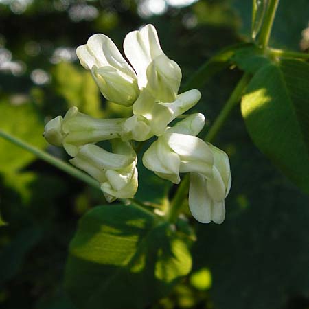 Vicia pisiformis \ Erbsen-Wicke / Pea Vetch, Pale-Flower Vetch, D Wetzlar 10.7.2014