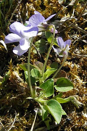 Viola rupestris \ Sand-Veilchen / Teesdale Violet, D Hurlach 18.4.2009