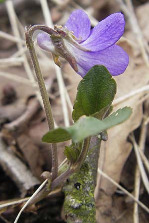 Viola rupestris \ Sand-Veilchen / Teesdale Violet, D Mainz 21.4.2012