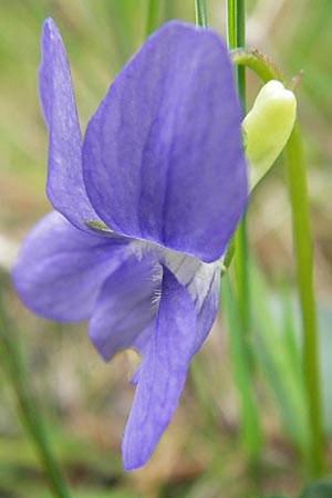 Viola riviniana / Common Dog Violet, D Pfalz, Speyer 3.5.2013