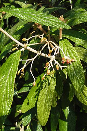 Viburnum rhytidophyllum \ Runzelblttriger Schneeball, D Bruchsal 25.7.2013