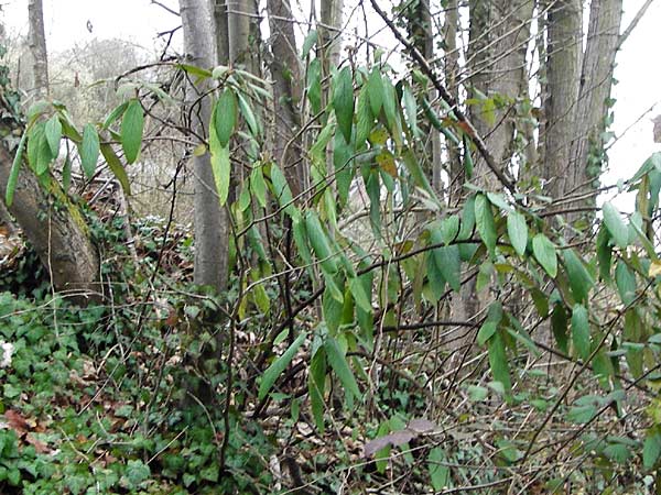 Viburnum rhytidophyllum \ Runzelblttriger Schneeball / Wrinkled Viburnum, D Hirschhorn 18.3.2014