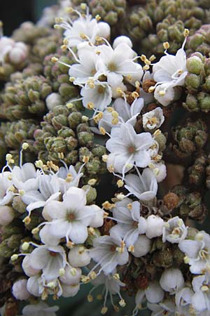 Viburnum rhytidophyllum \ Runzelblttriger Schneeball, D Mannheim 19.3.2014