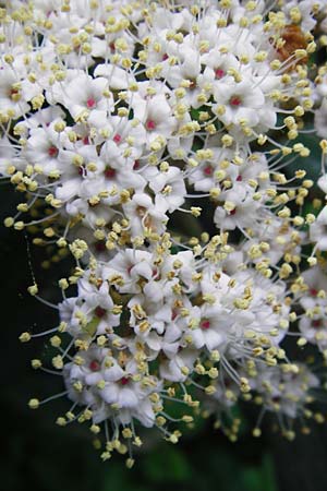 Viburnum rhytidophyllum \ Runzelblttriger Schneeball, D Frankfurt-Hausen 26.4.2014