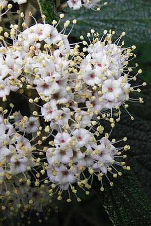 Viburnum rhytidophyllum \ Runzelblttriger Schneeball, D Frankfurt-Hausen 26.4.2014