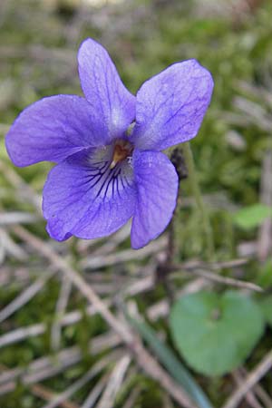 Viola suavis \ Blau-Veilchen, Duftendes Veilchen, D Babenhausen 10.4.2010