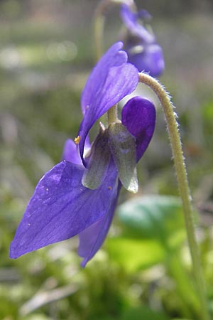 Viola suavis \ Blau-Veilchen, Duftendes Veilchen, D Babenhausen 10.4.2010