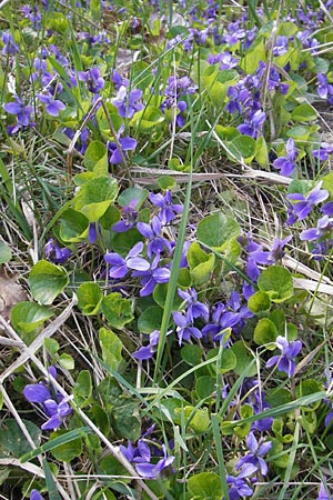 Viola suavis \ Blau-Veilchen, Duftendes Veilchen, D Babenhausen 10.4.2010