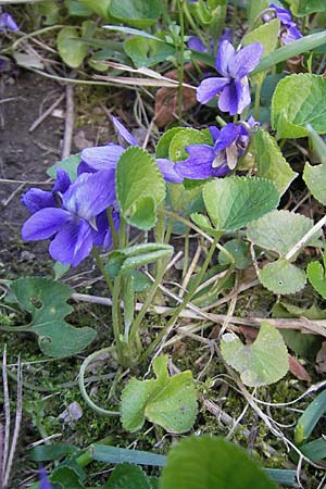 Viola suavis \ Blau-Veilchen, Duftendes Veilchen, D Babenhausen 10.4.2010