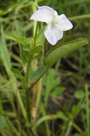 Viola stagnina \ Pfirsichblttriges Moor-Veilchen / Fen Violet, D Eppertshausen 12.6.2010