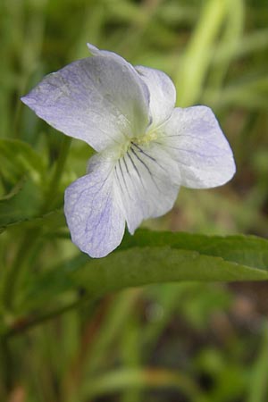 Viola stagnina \ Pfirsichblttriges Moor-Veilchen / Fen Violet, D Eppertshausen 12.6.2010