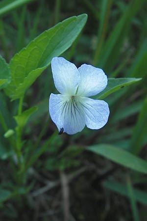 Viola stagnina \ Pfirsichblttriges Moor-Veilchen / Fen Violet, D Pfalz, Speyer 25.5.2012