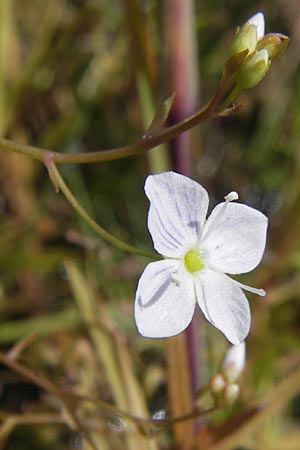 Veronica scutellata \ Schild-Ehrenpreis / Marsh Speedwell, D Kehl 28.7.2012