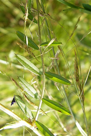 Vicia angustifolia \ Schmalblttrige Futter-Wicke / Narrow-Leaved Vetch, D Dieburg 2.7.2013