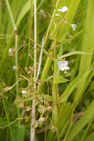 Veronica scutellata / Marsh Speedwell, D Pfalz, Bellheim 11.7.2013