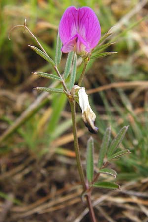 Vicia angustifolia / Narrow-Leaved Vetch, D Wetzlar 26.4.2014