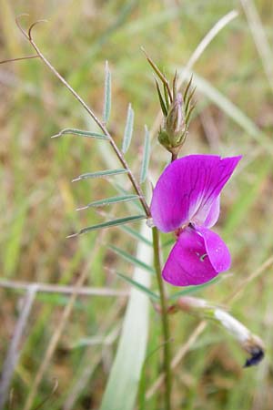 Vicia angustifolia \ Schmalblttrige Futter-Wicke / Narrow-Leaved Vetch, D Wetzlar 26.4.2014