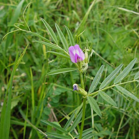 Vicia segetalis \ Korn-Wicke, Getreide-Wicke / Narrow-Leaved Common Vetch, D Rauenberg 22.5.2014