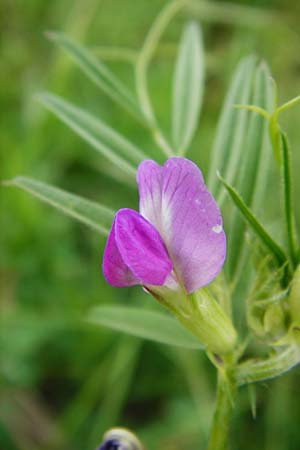 Vicia segetalis \ Korn-Wicke, Getreide-Wicke / Narrow-Leaved Common Vetch, D Rauenberg 22.5.2014