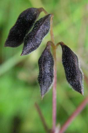 Vicia hirsuta \ Rauhaarige Wicke / Hairy Tare, D Bensheim 5.7.2007