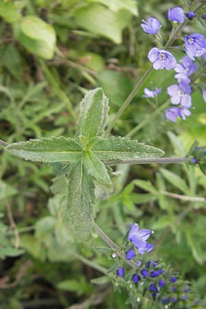 Veronica teucrium \ Groer Ehrenpreis, D Kraichtal-Oberöwisheim 3.5.2011