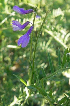 Vicia tenuifolia \ Feinblttrige Wicke, D Walldürrn 30.5.2011