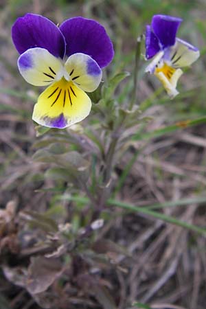 Viola tricolor \ Wildes Stiefmtterchen / Heartsease, Wild Pansy, D Heidelberg 30.7.2012