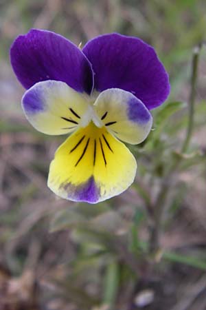 Viola tricolor \ Wildes Stiefmtterchen, D Heidelberg 30.7.2012