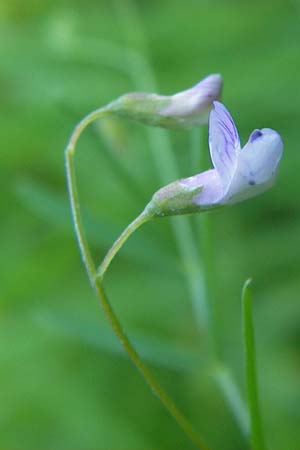 Ervum tetraspermum \ Viersamige Wicke / Smooth Tare, D Pforzheim 20.7.2013