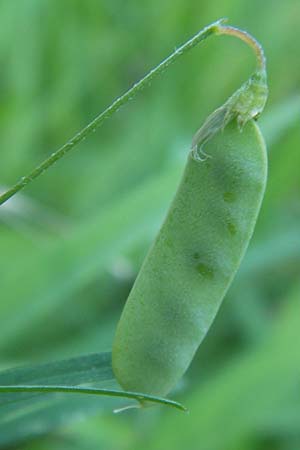 Ervum tetraspermum \ Viersamige Wicke, D Pforzheim 20.7.2013