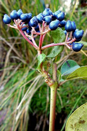 Viburnum tinus \ Lorbeer-Schneeball, D Mannheim 30.12.2013