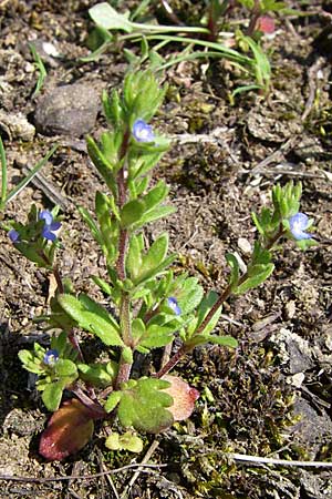 Veronica verna \ Frhlings-Ehrenpreis / Spring Speedwell, D Rheinhessen, Frei-Laubersheim 26.4.2008