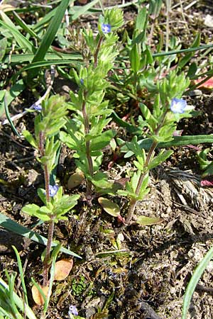 Veronica verna \ Frhlings-Ehrenpreis / Spring Speedwell, D Rheinhessen, Frei-Laubersheim 26.4.2008