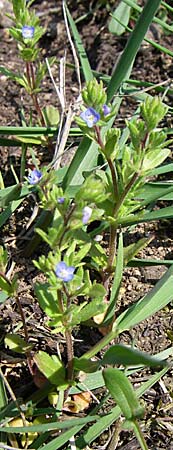 Veronica verna \ Frhlings-Ehrenpreis / Spring Speedwell, D Rheinhessen, Frei-Laubersheim 26.4.2008