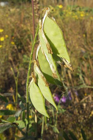 Vicia villosa \ Zottel-Wicke, Zottige Wicke / Hairy Vetch, D Mannheim 30.9.2011