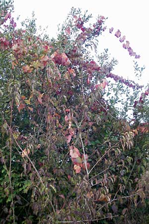 Vitis sylvestris ? \ Wilde Weinrebe / Grape Vine, D Waghäusel 8.10.2011