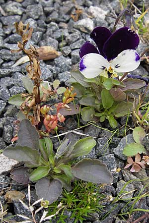 Viola wittrockiana / Pansy, D Odenwald, Michelstadt 6.10.2012