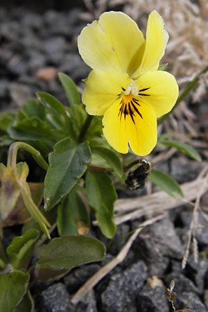 Viola wittrockiana / Pansy, D Odenwald, Michelstadt 6.10.2012