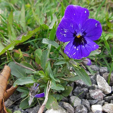 Viola wittrockiana \ Garten-Stiefmtterchen / Pansy, D Odenwald, Michelstadt 6.10.2012